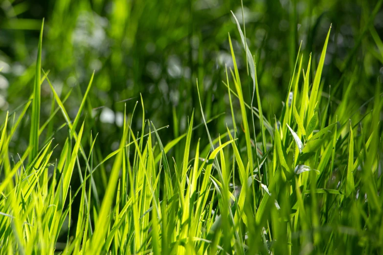 this is the top of some grass growing in the sunlight