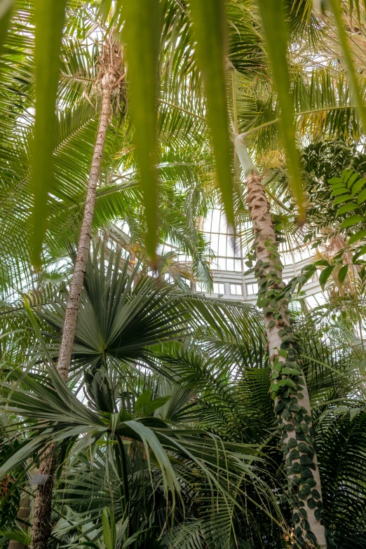 the inside of a large tree is shown