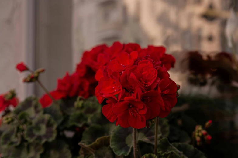 the red flowers are in bloom with leaves