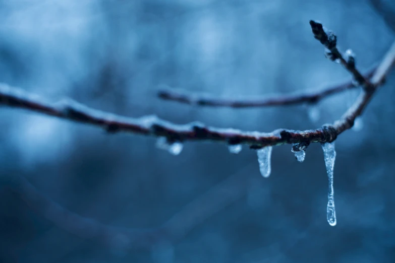 icicles are hanging off the nch of a tree