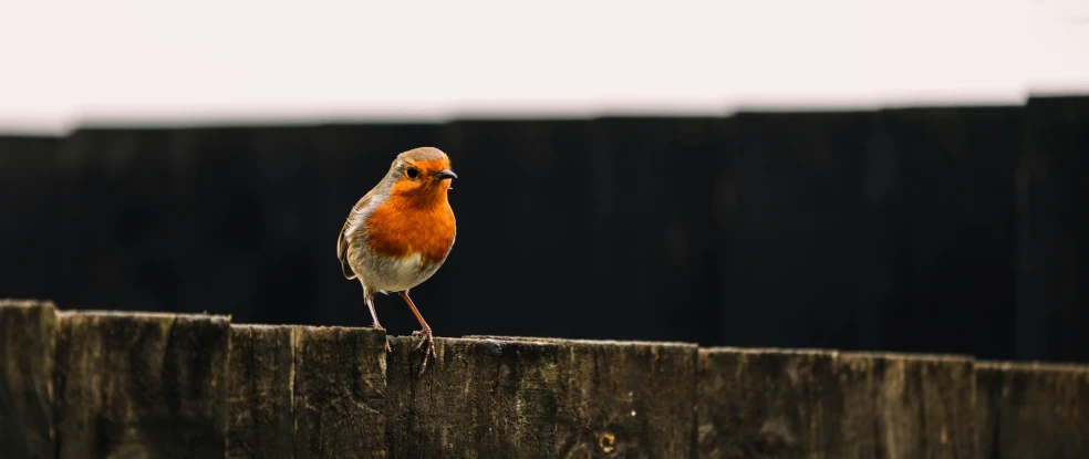 small orange and white bird sitting on top of wooden structure