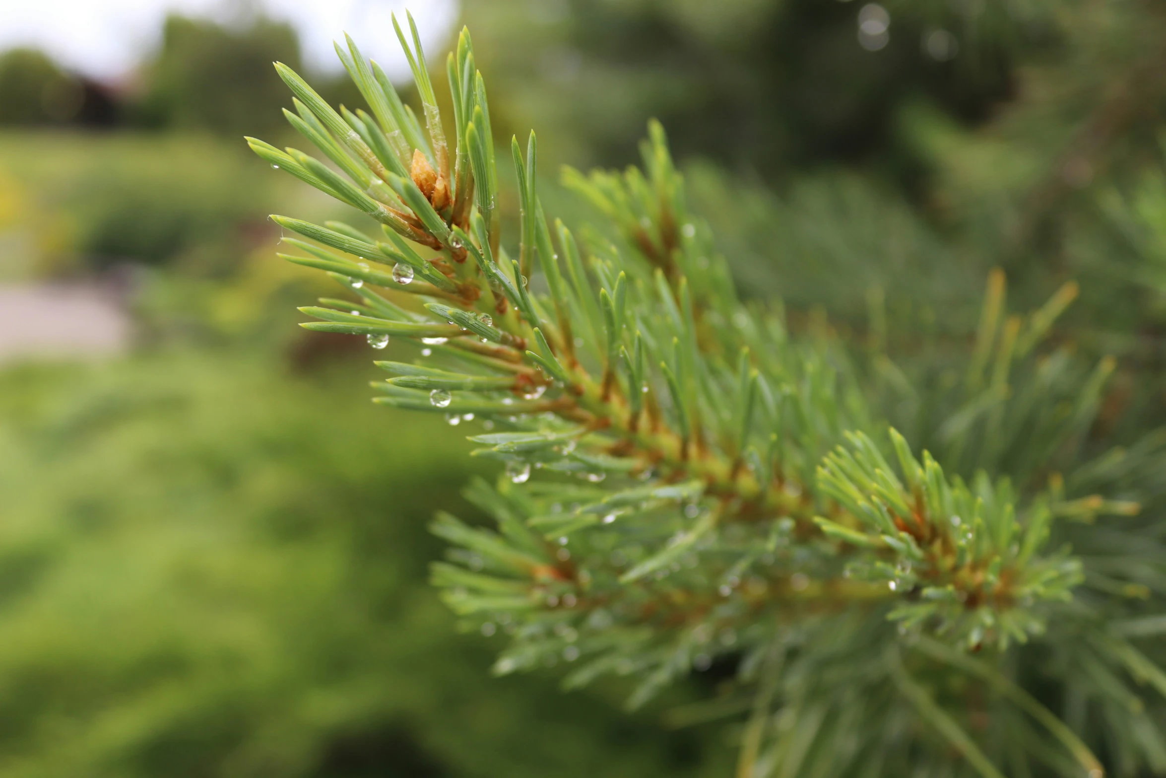 water drops sit on a tree nch in front of a green hillside