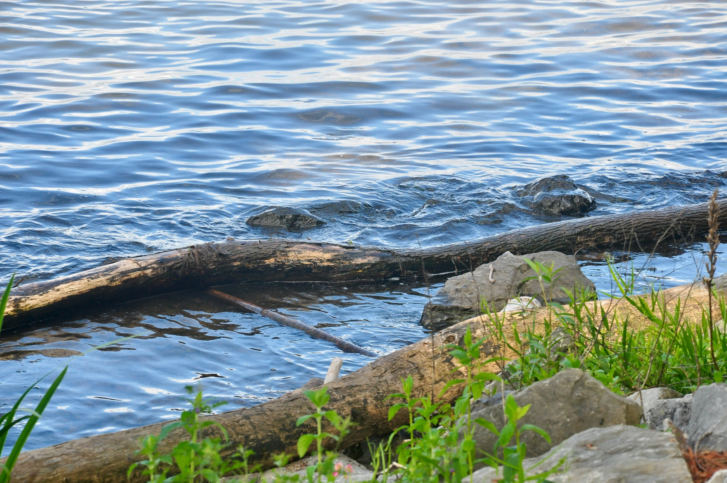 a bird standing on a log in the middle of water