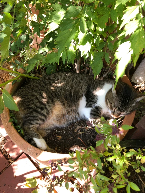 a cat laying in a flower pot in the shade