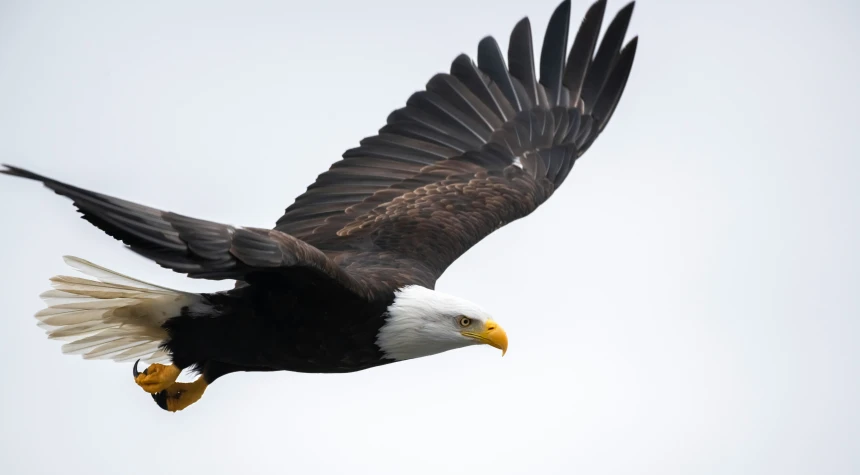 eagle flying high in the sky above a building