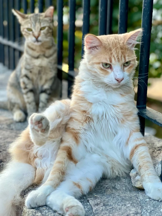 two cats sitting on the pavement next to a gate