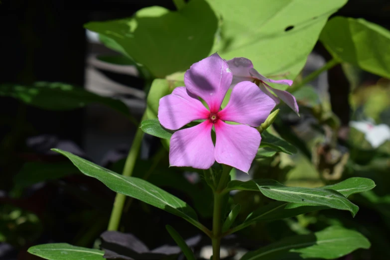 a pink flower in the middle of green leaves