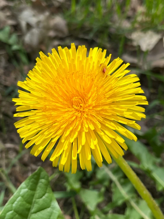 a dandelion looking up at a camera lens