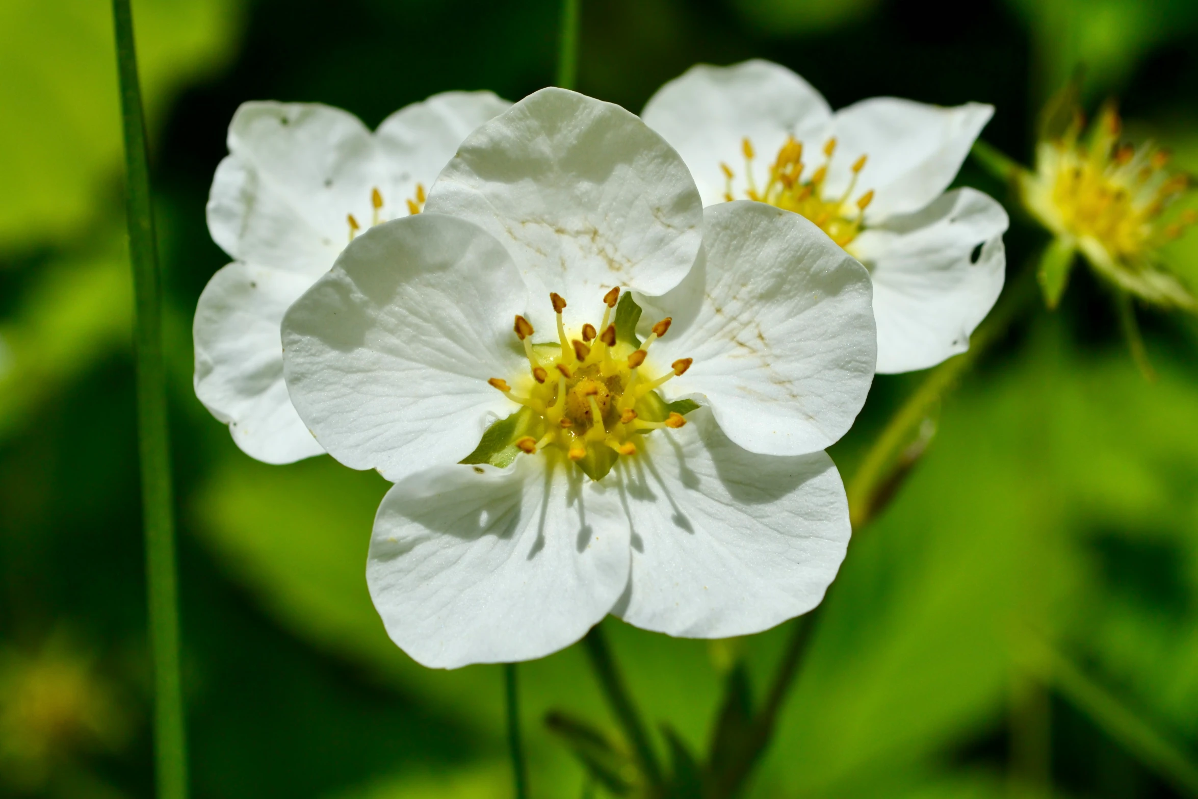 a flower sitting in the middle of a field