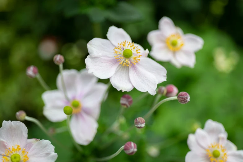 close up of the center of pink flowers with yellow centers