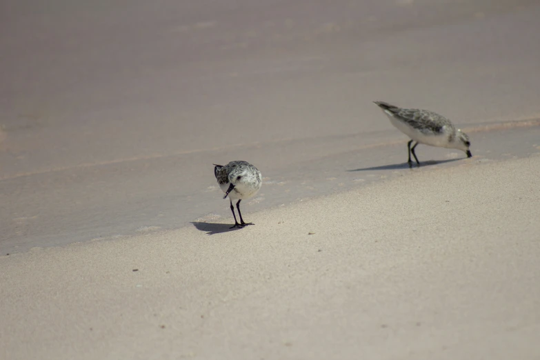 two birds walking in the sand on a beach