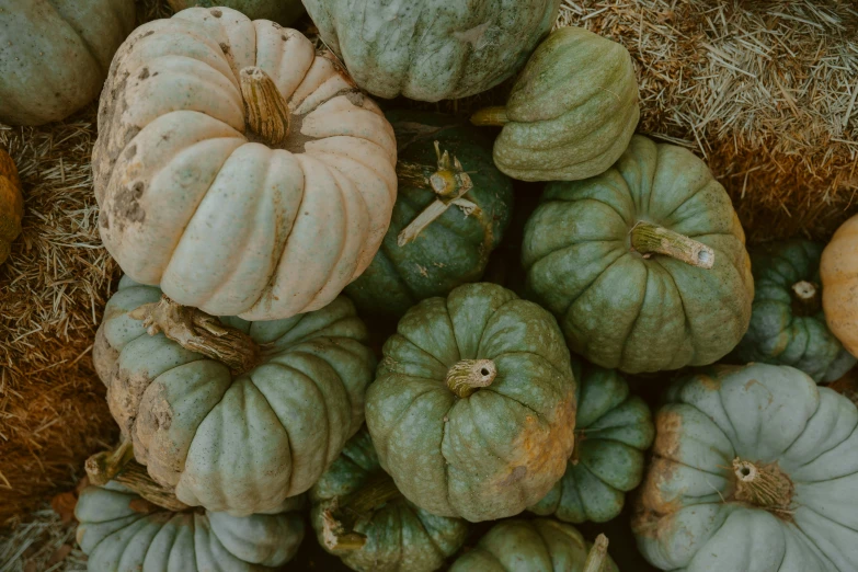 pumpkins and squash on display in a basket