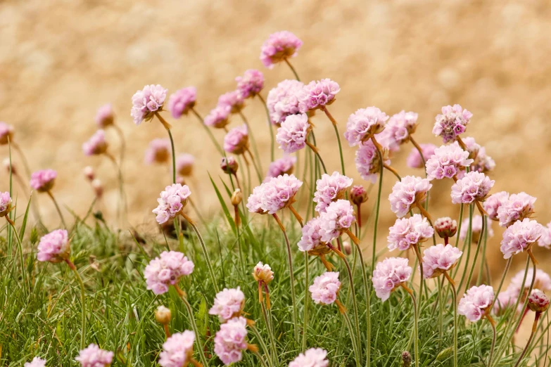 pink flowers and some green grass near a stone wall