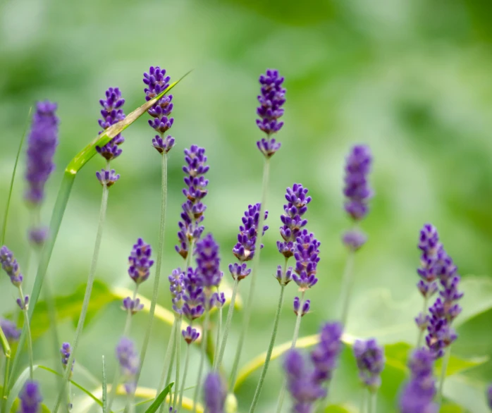 a lot of purple flowers in a field