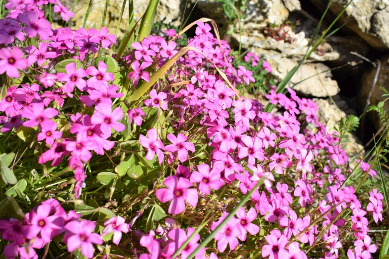 small purple flowers on the side of a mountain side