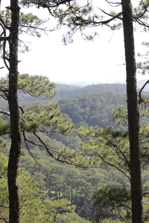 the view through pine trees into a valley below