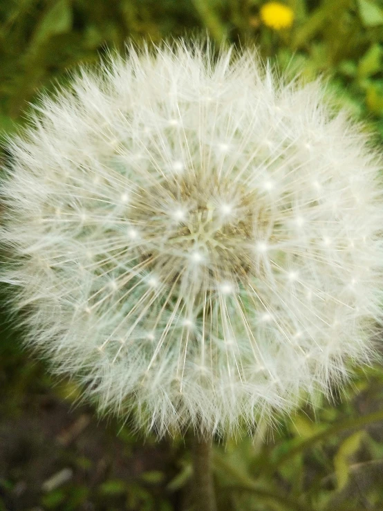 a dandelion blowing on a wind - blown flower