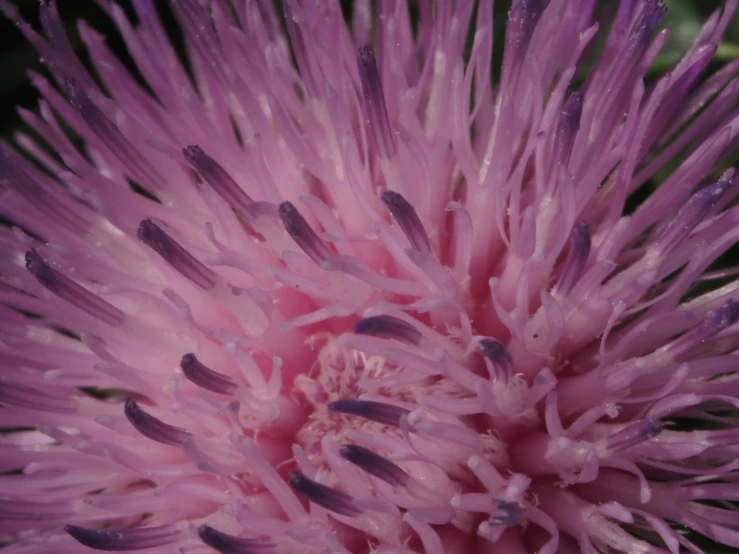 an image of purple flower close up on the camera