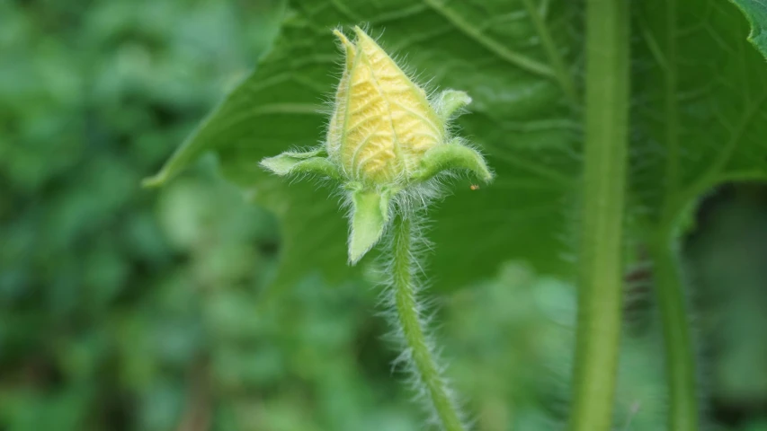 there is a yellow flower growing from a green plant