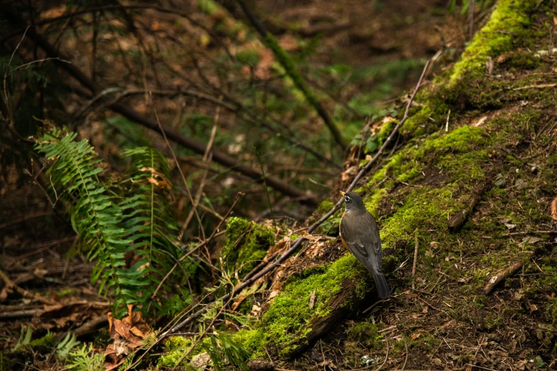 a black bird in moss with ferns and tree nches