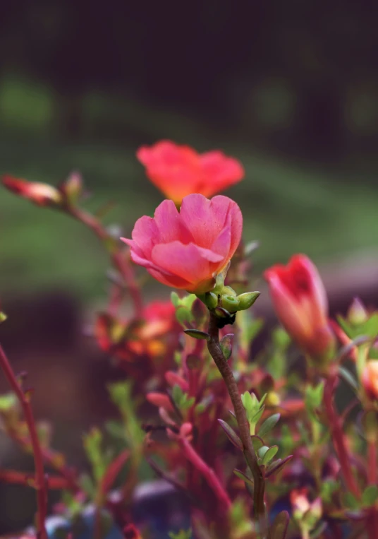 an image of some pretty flowers on a sunny day