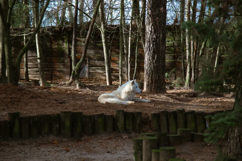 the white dog is relaxing in the sun