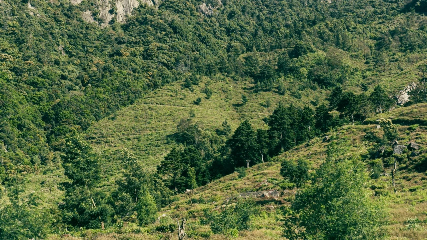 an aerial view of the trees in a valley