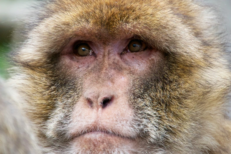 this is a close up s of a baboon's head