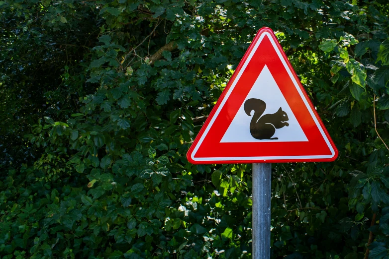 a red and white triangle sign with a squirrel