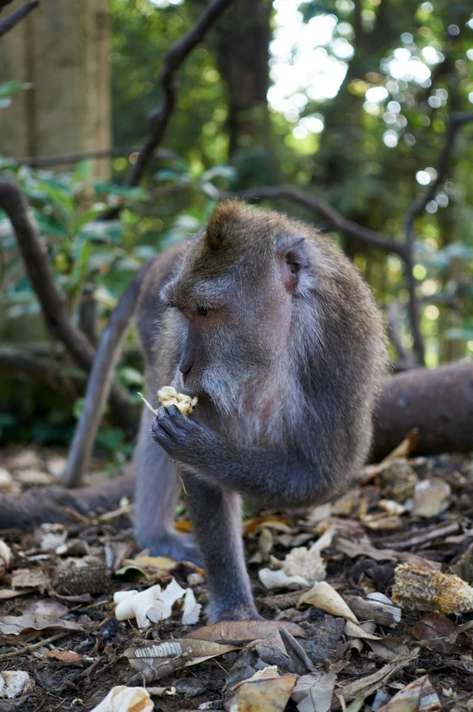 a small gray monkey with food in its mouth