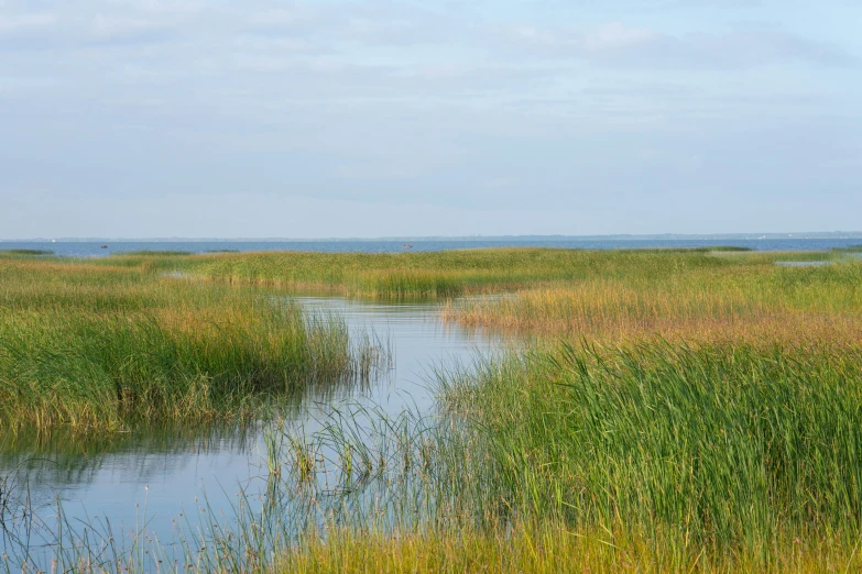 a elephant is walking through a marshland with green grasses