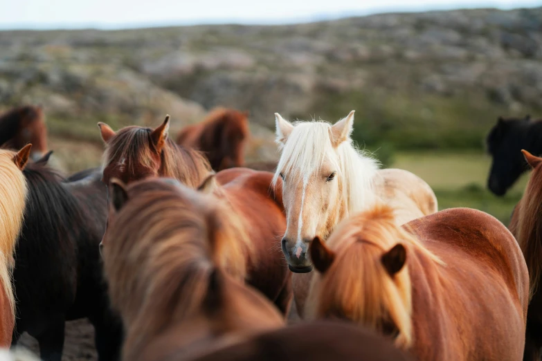 group of horses standing together on the side of the road