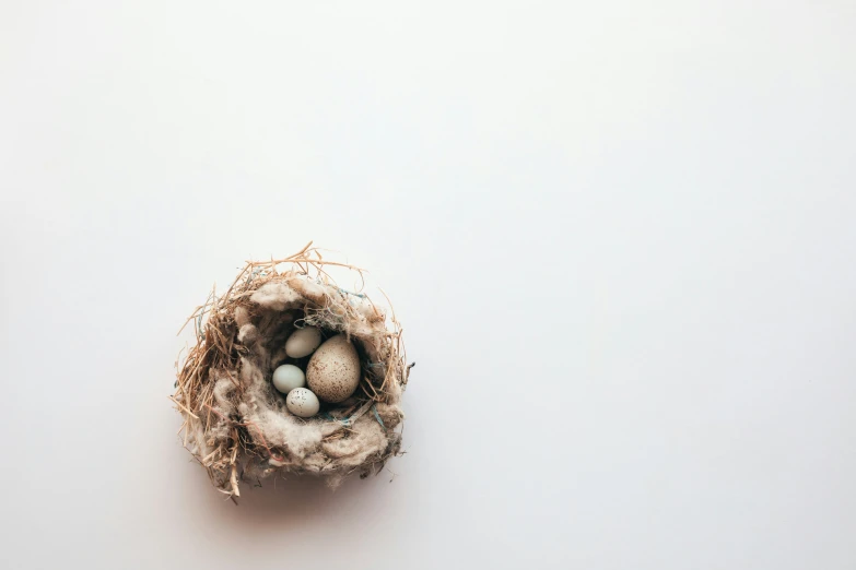 two white eggs are in a bird's nest