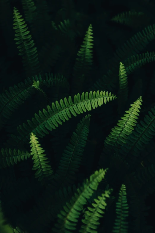 a close up view of the plant leaves