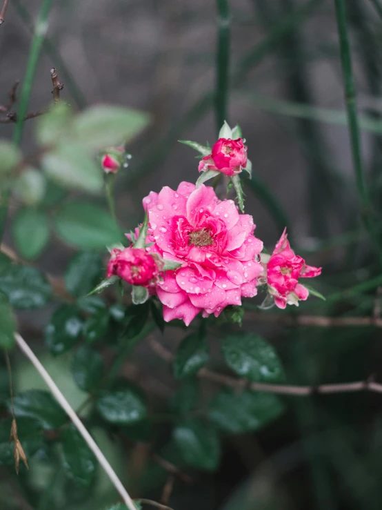 pink flowers are blooming on the stems of trees