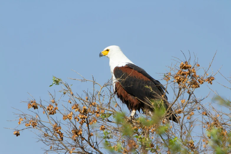 an eagle perched in a tree looking over the nches