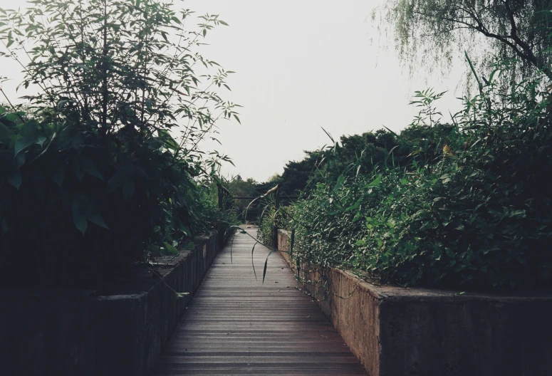 a sidewalk with a tree and greenery on the sides