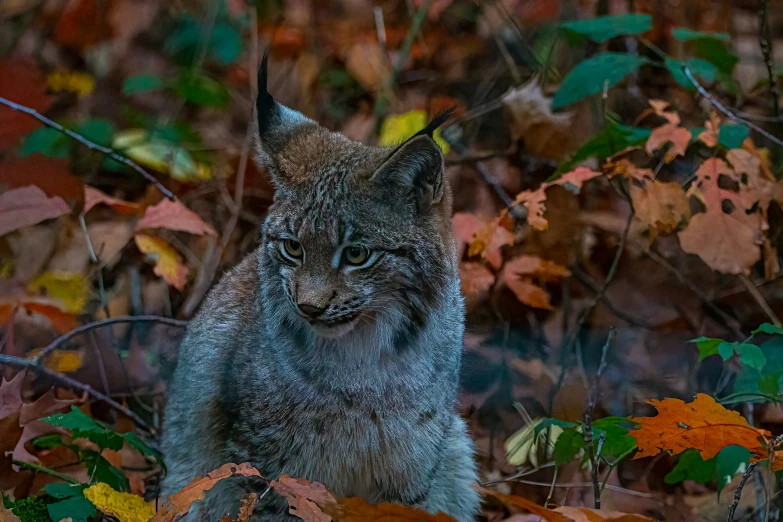 a small cat standing in a forest full of leaves