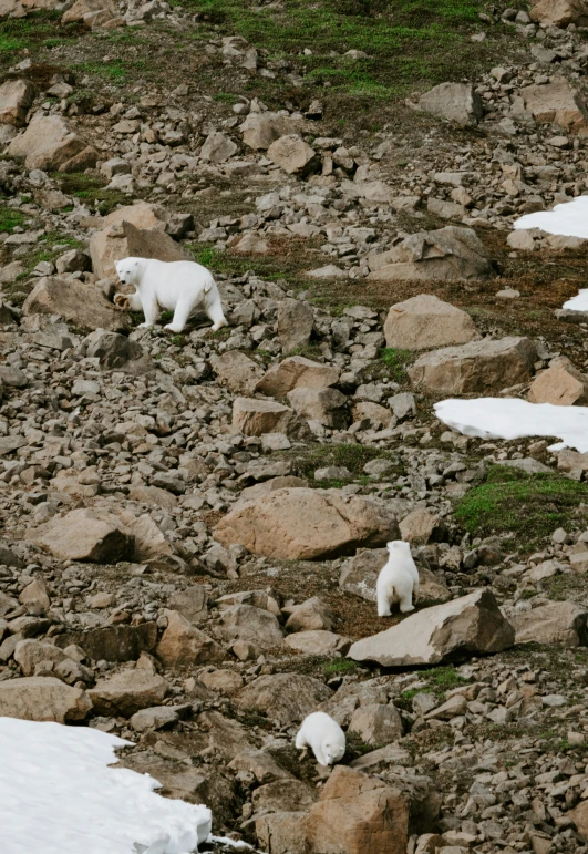 two polar bears are walking among rocks and snow