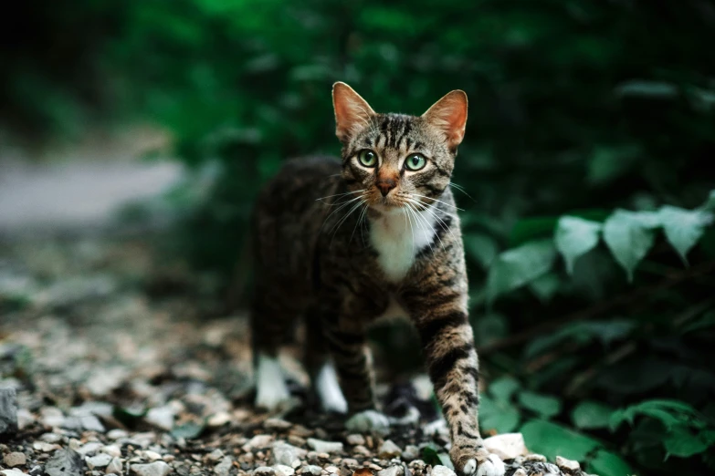 a cat is walking in the middle of a gravel field