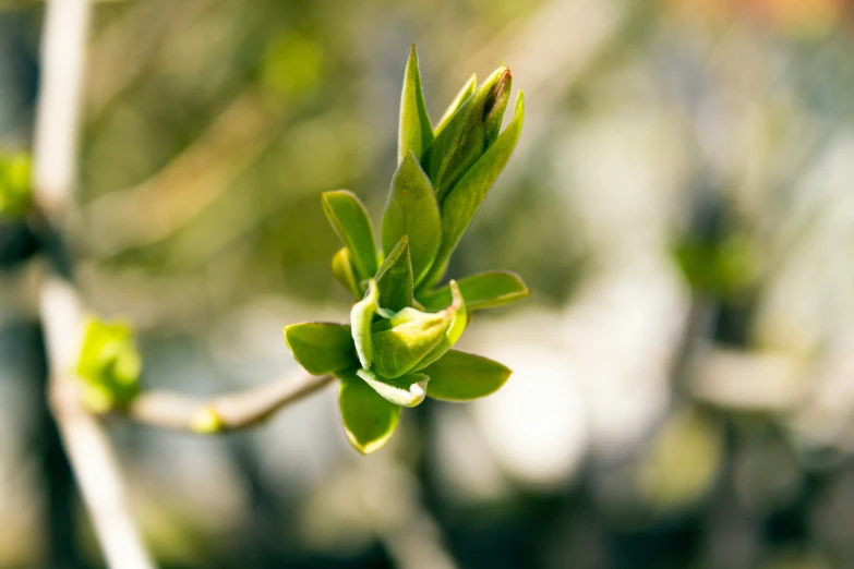 green budding of a nch on a tree