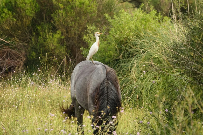 a white and black horse with a bird on its back