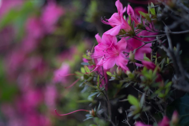 pink flowers are blooming on the trees outside