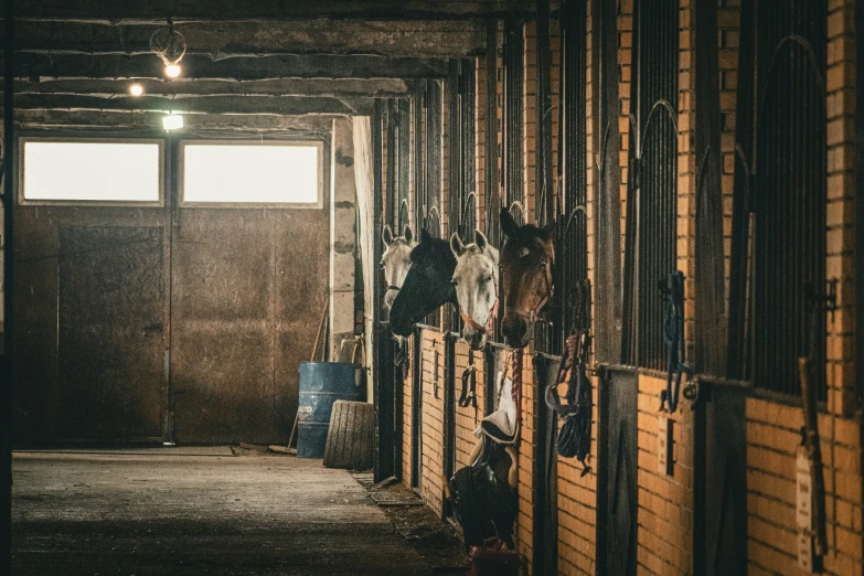 the horses have their heads hanging down from the barn walls