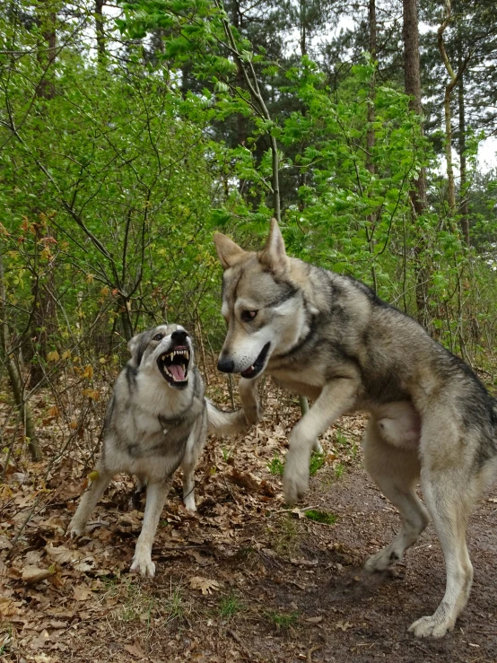 two animals play outside in the woods