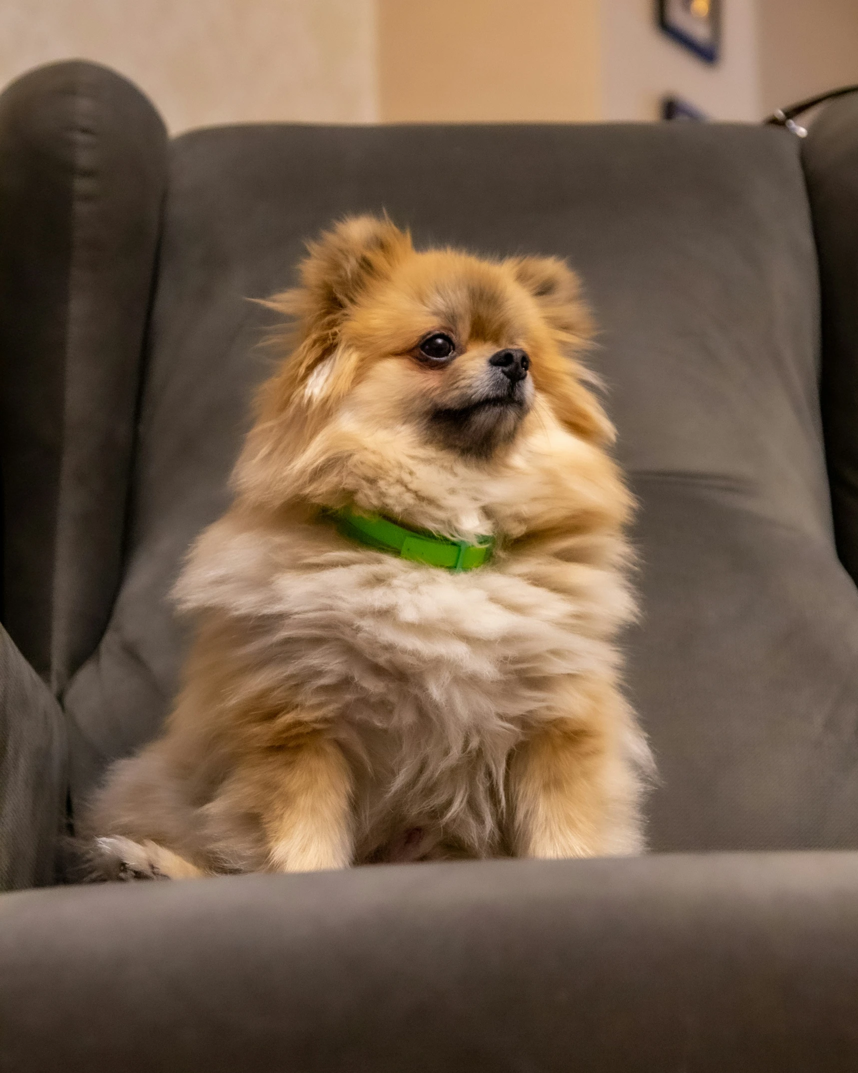 a cute little dog sitting in the middle of the couch