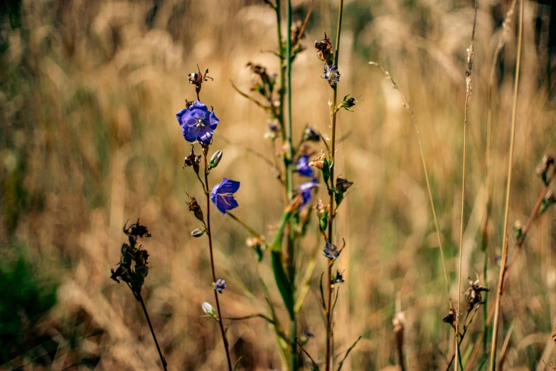 small purple flowers in a grass field