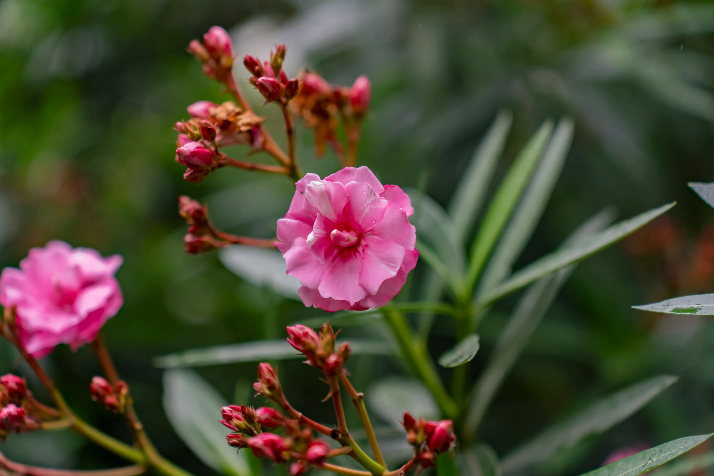 several pink flowers blooming in the garden