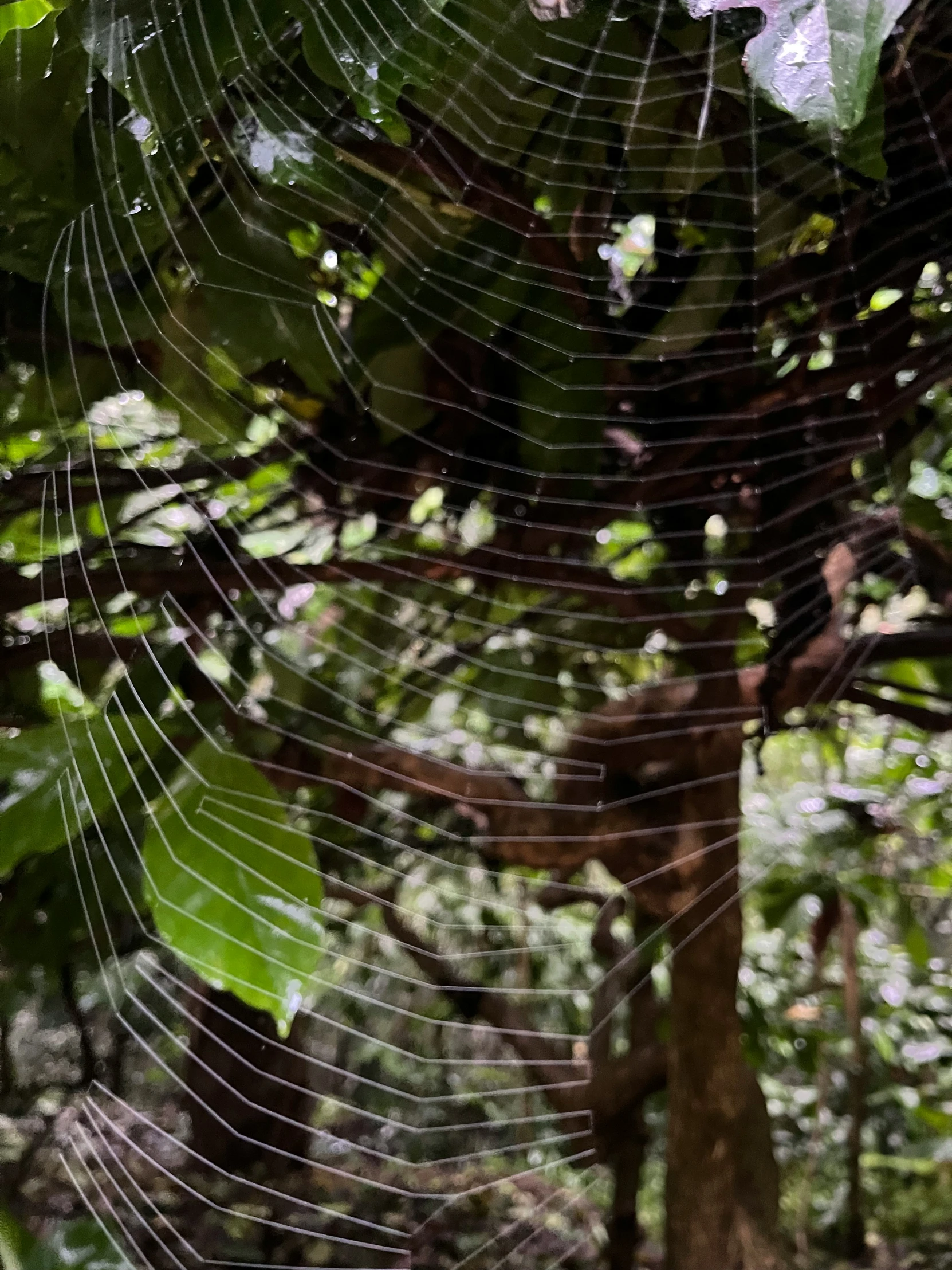 the large spider web is hanging from a tree