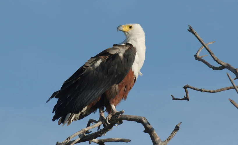 an eagle is perched on a dry tree